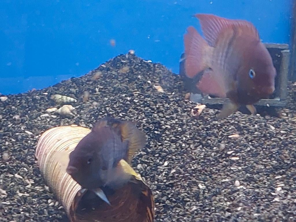 Koppel Amatitlania/Cryptoheros sajica, Poisson, Poisson d'eau douce