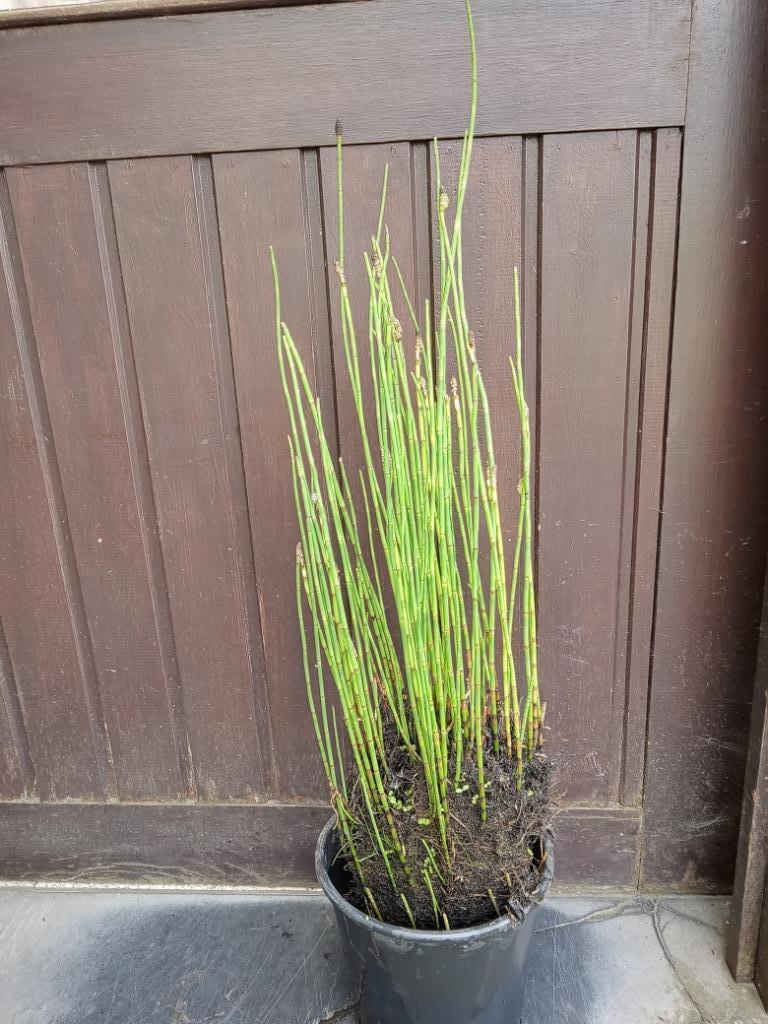 holpijp equisetum, Tuin en Terras, Ophalen, Volle zon, Vaste plant, Vijverplanten