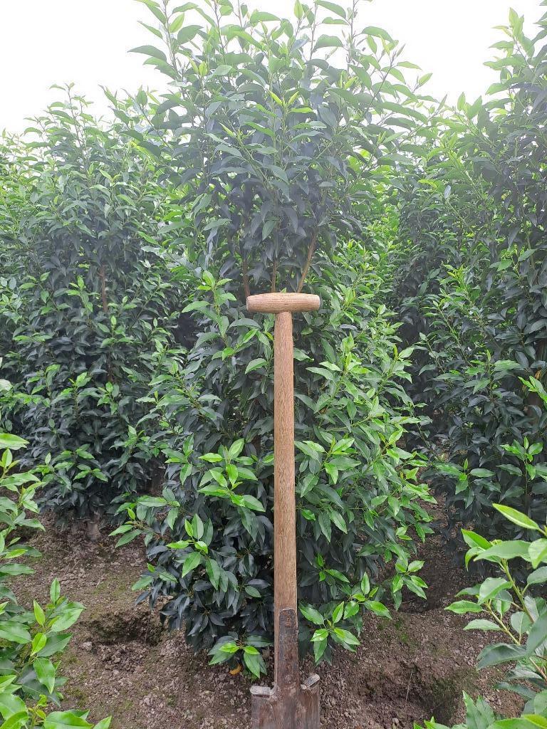 Portugese laurier  prunus lusitanica angustifolia, Enlèvement, Laurier, Haie, 100 à 250 cm