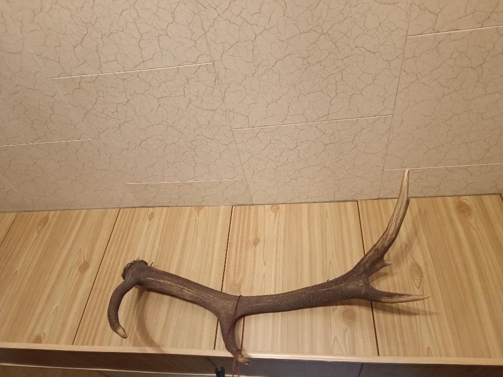 houten gewei, Enlèvement, Cerf, Bois ou Tête