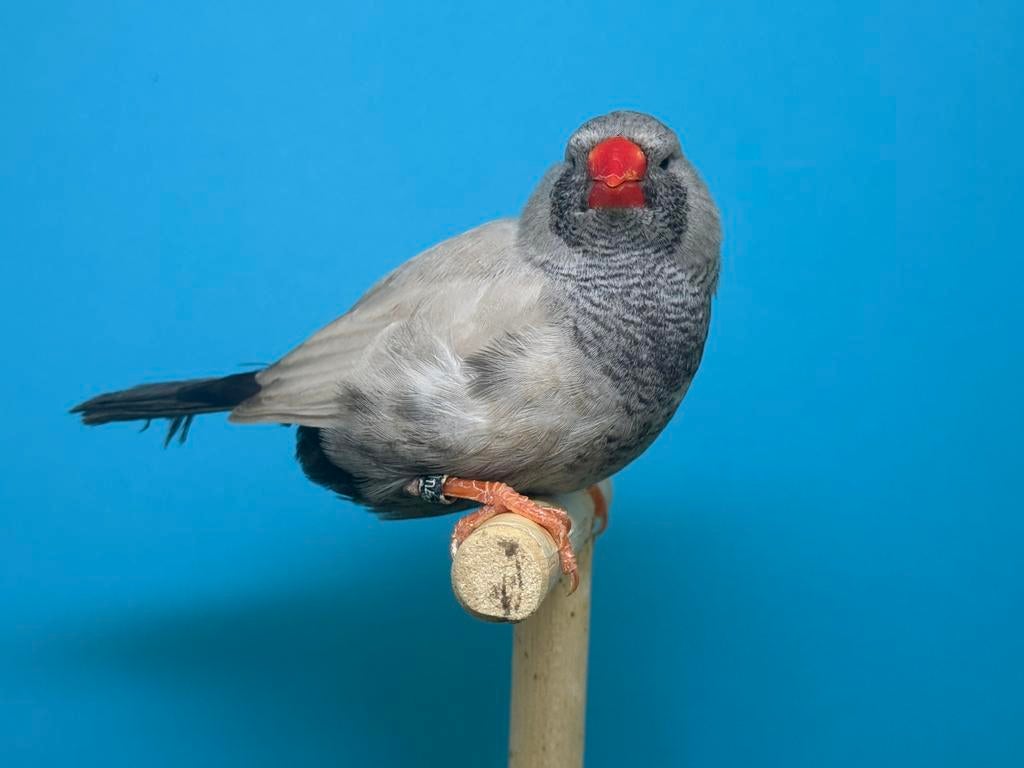 Koppel Charcoal bleekrug grijs x split Charcoal zebravinken, Dieren en Toebehoren, Geringd