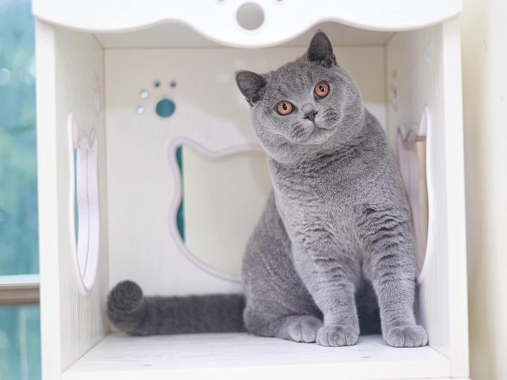 dekkater Pepito met stamboom+ DNA profiel, Dieren en Toebehoren, 0 tot 2 jaar