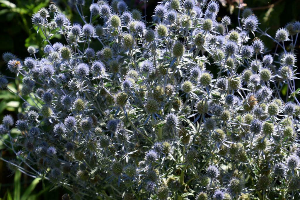planten, Tuin en Terras, Planten | Tuinplanten, Volle zon, Vaste plant, Zomer, Ophalen