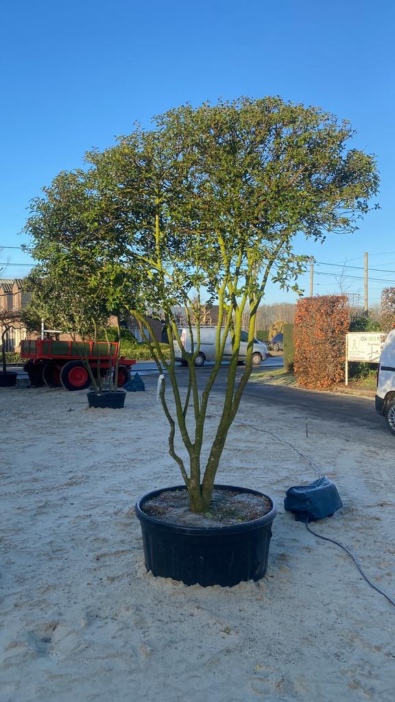 Osmanthus burkwoodii meerstammige boom ), Jardin & Terrasse, Plantes | Arbres, Enlèvement