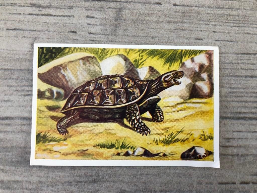 Photo chromo : Faune africaine n 97 : tortues terrestres, Enlèvement ou Envoi, Image