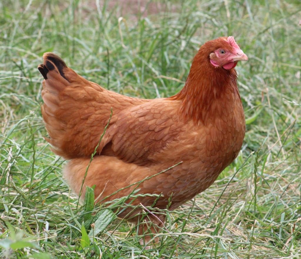 Kippen Isa Brown jonge hennen beschikbaar