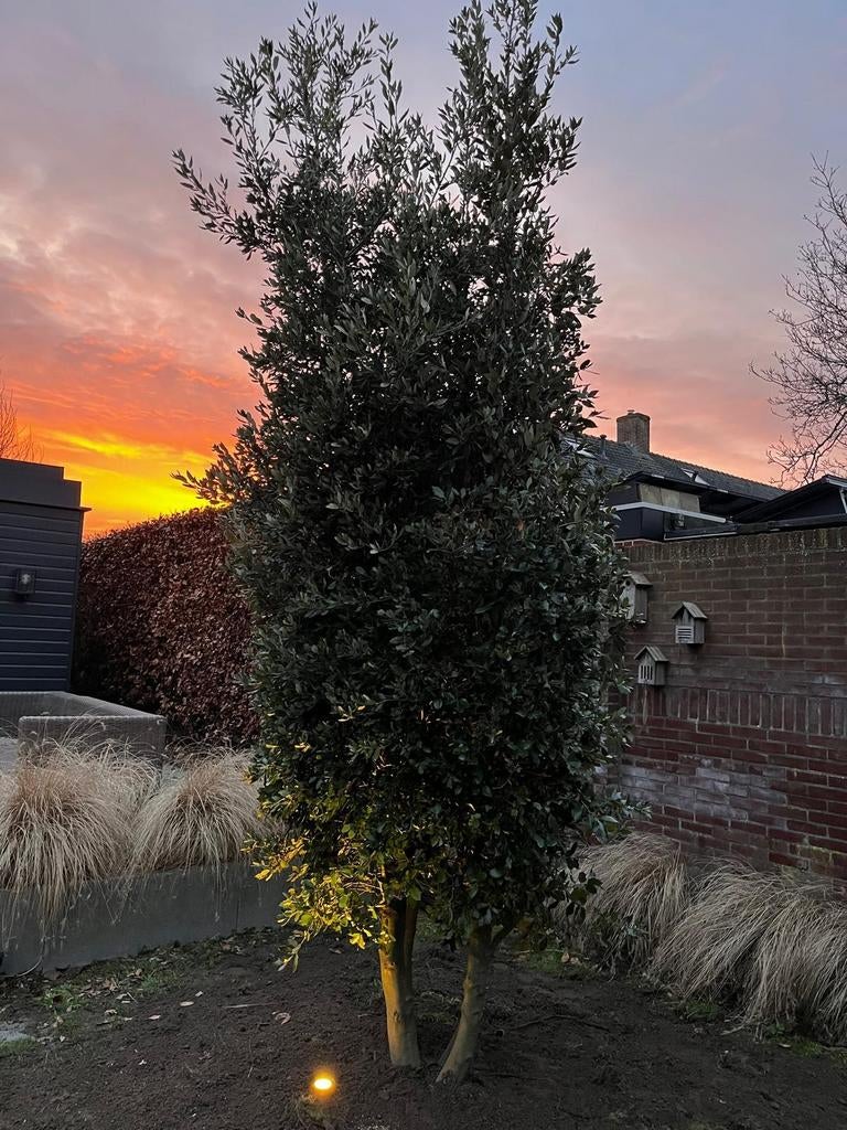Prachtige Steeneik 3-4 m hoog, Tuin en Terras, Ophalen