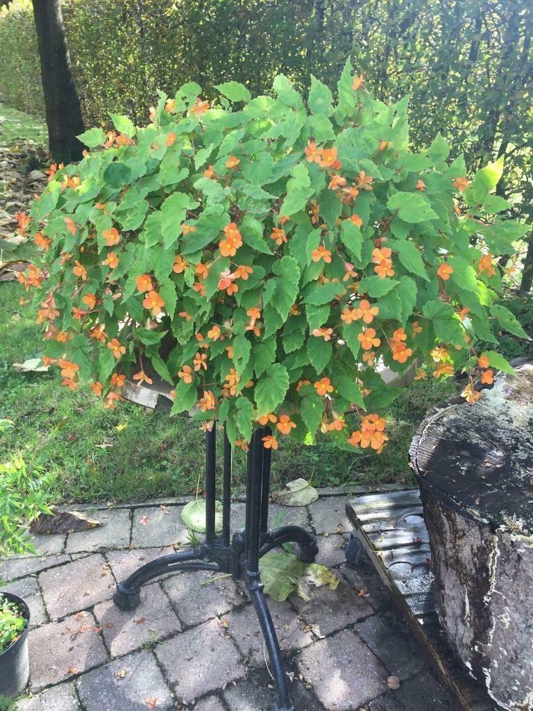 Begonia Sutherlandii, Overige soorten, Vaste plant, Ophalen of Verzenden, Halfschaduw