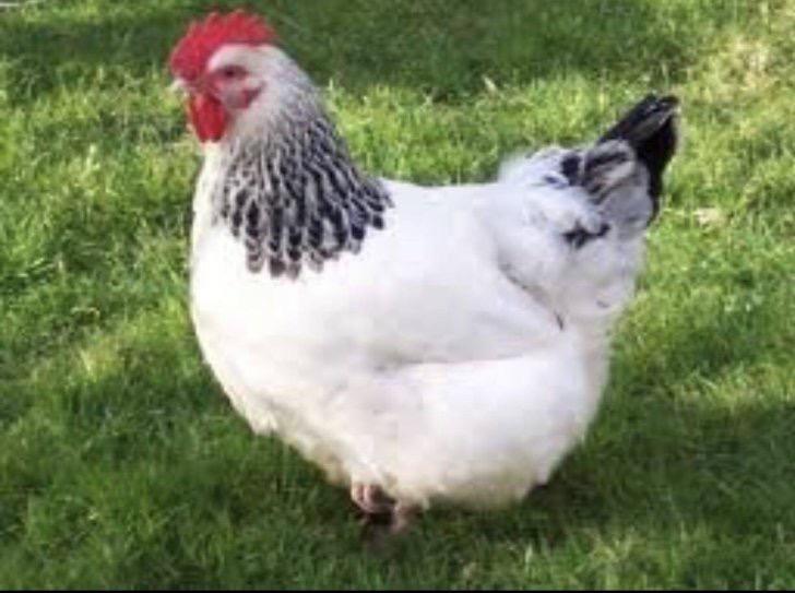 Te koop jonge legkippen, Poule ou poulet
