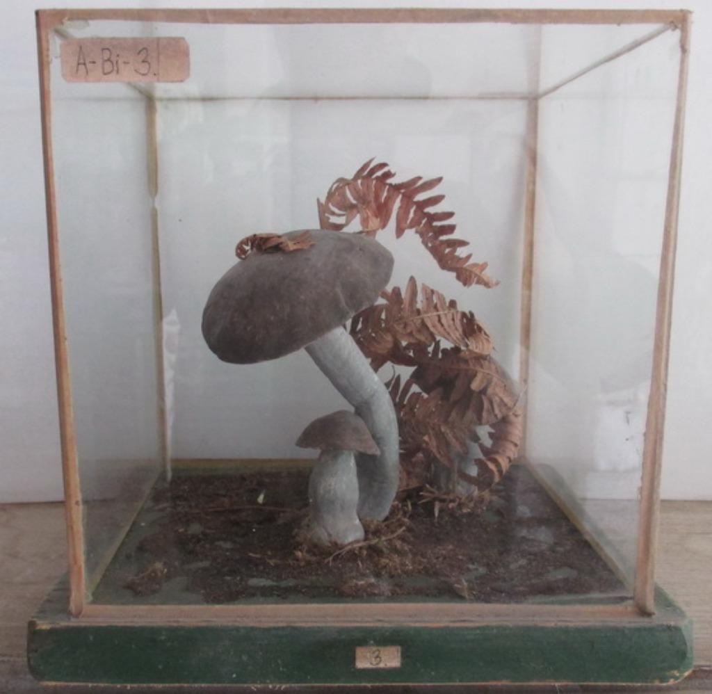 oude botanische modellen paddestoelen in grote glazen box, Verzenden
