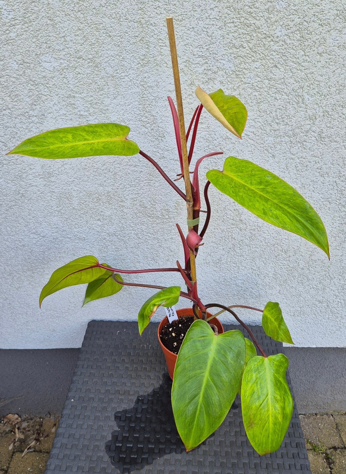 Philodendron painted lady, Jardin & Terrasse, Enlèvement ou Envoi