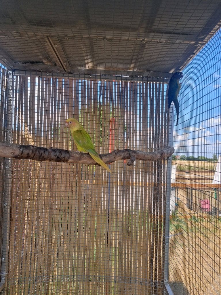 Différents couples de Pyrrhuras ou 'échange, Plusieurs animaux, Perruche, Bagué