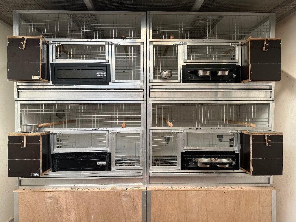 Kweekkooien vogels, Animaux & Accessoires, Enlèvement, Comme neuf, Aluminium