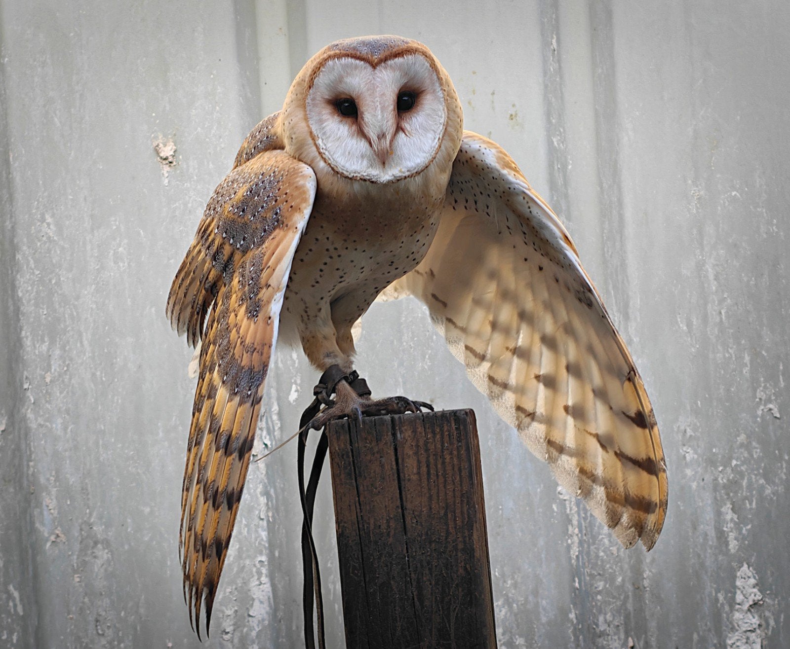 Kerkuil te koop, Dieren en Toebehoren, Vogels | Overige Vogels, Geslacht onbekend, Roofvogel, Geringd