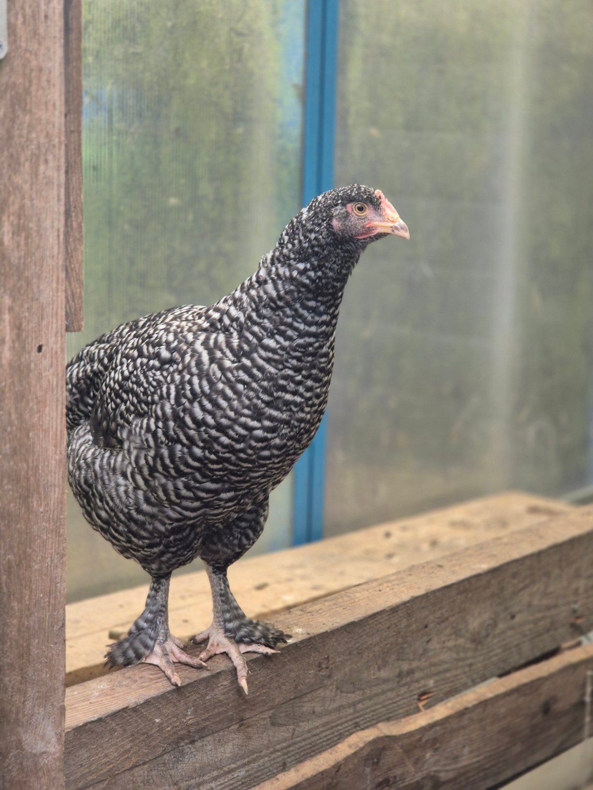 mechelse koekoek kip, Dieren en Toebehoren, Vrouwelijk, Kip