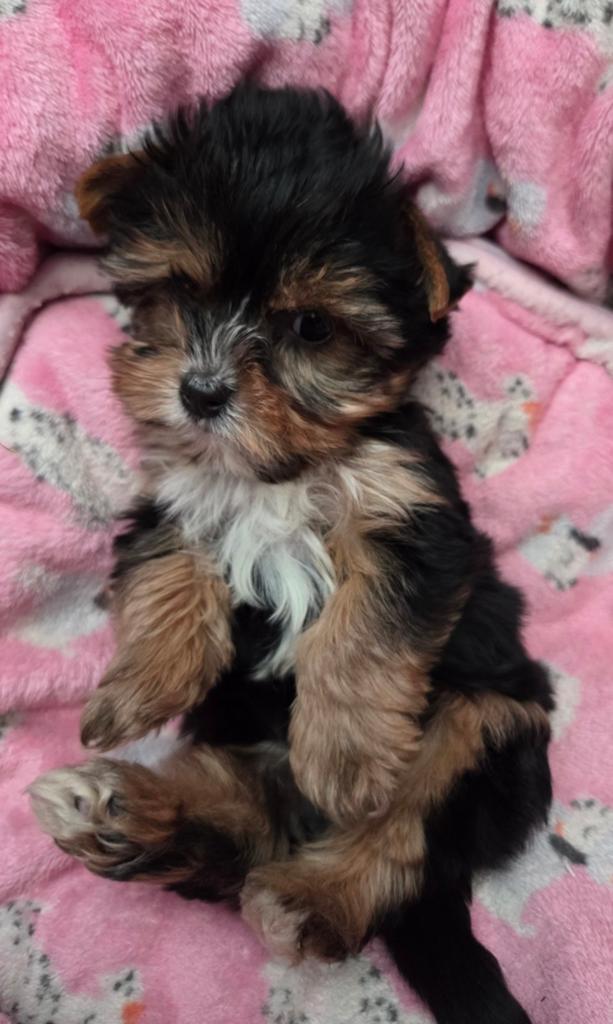 Yorkschire terrier, Dieren en Toebehoren, Honden | Jack Russells en Terriërs, België, Reu, 8 tot 15 weken, Eén hond