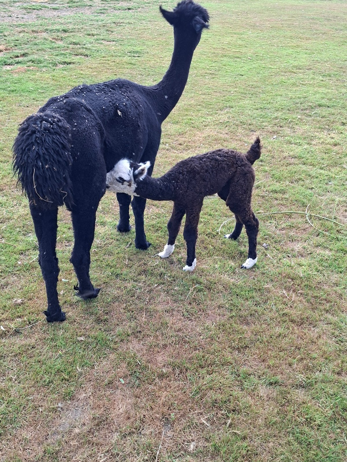 alpaca, Juli
