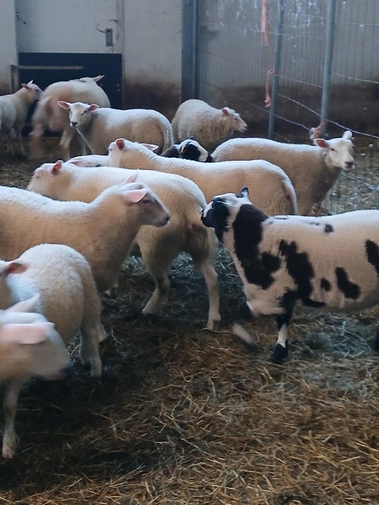 ooilammeren, Femelle, Mouton, 0 à 2 ans