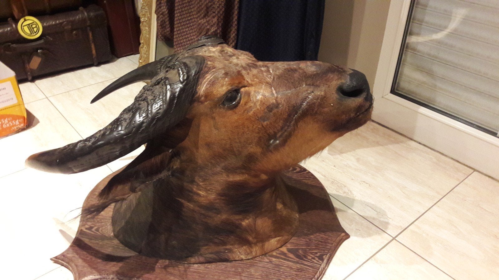 Opgezette buffel kaffer jachttrofee taxidermie, Enlèvement