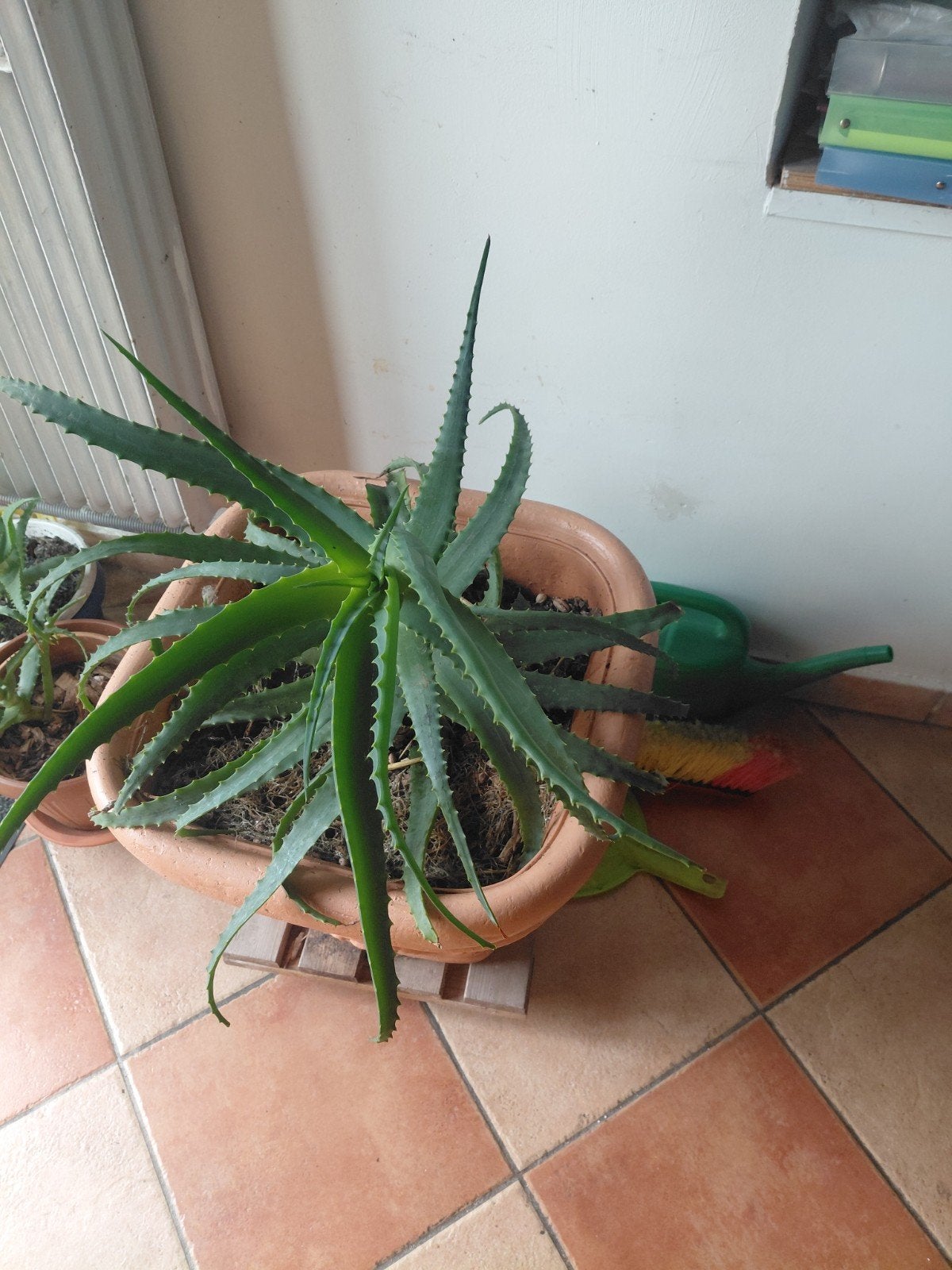aloe vera  faite un offre, Huis en Inrichting, Kamerplanten