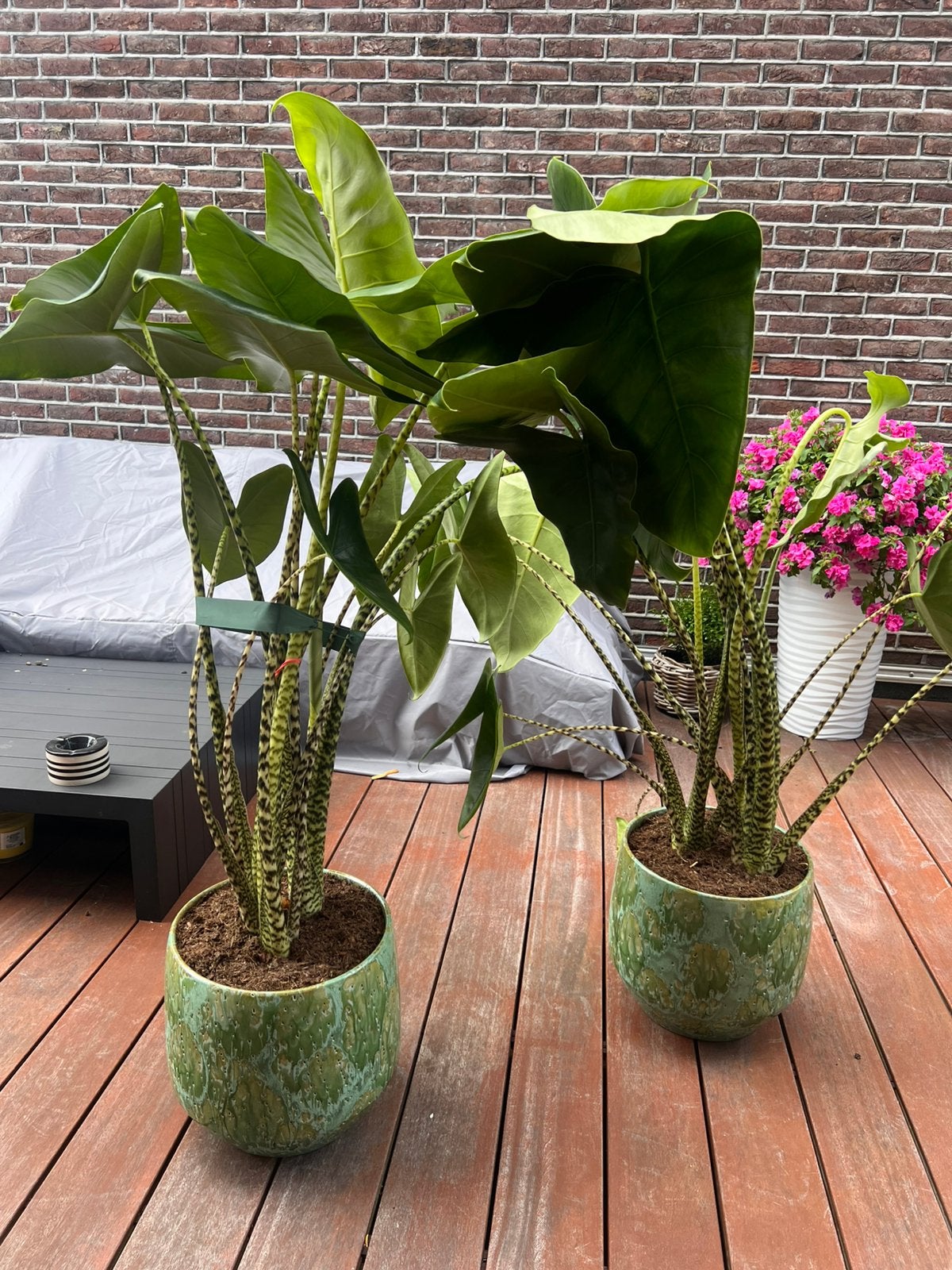 Twee Alocasia Zebrina 50€ per stuk, Plante verte, Enlèvement