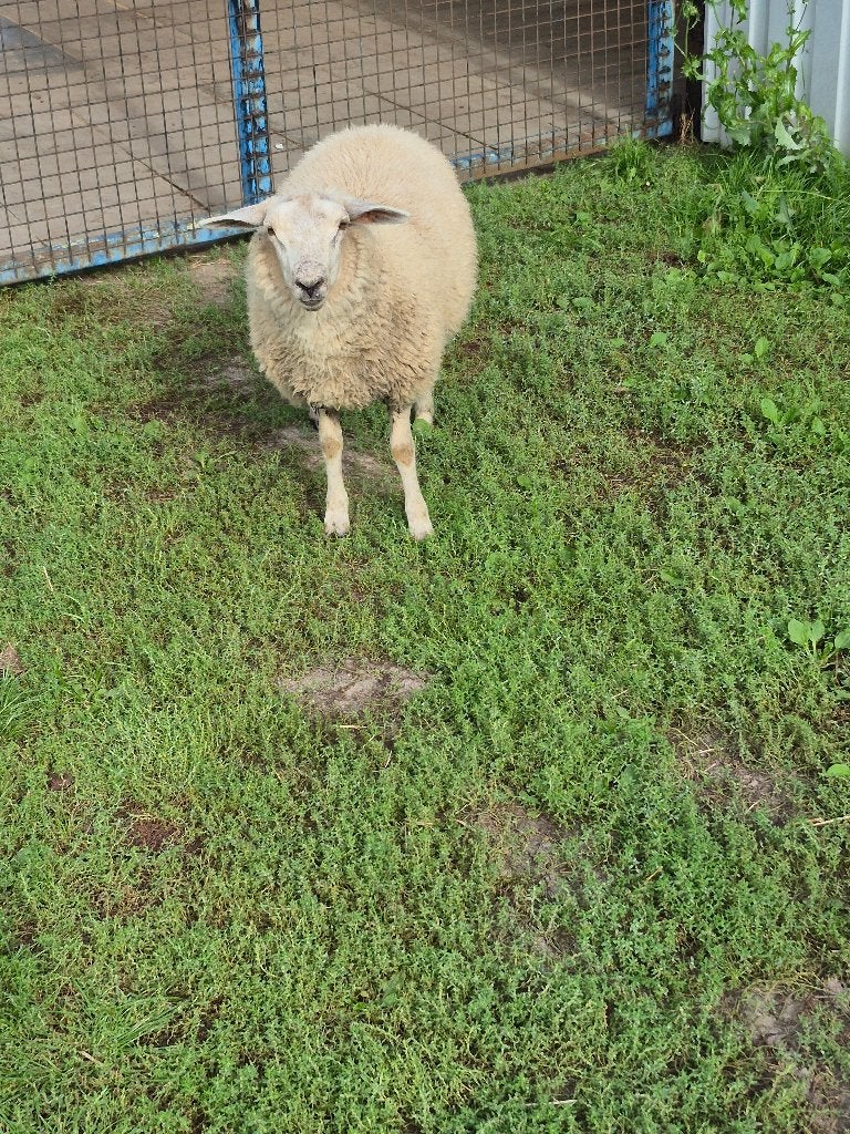 Schapen ooi, Dieren en Toebehoren, Vrouwelijk, Schaap, 0 tot 2 jaar