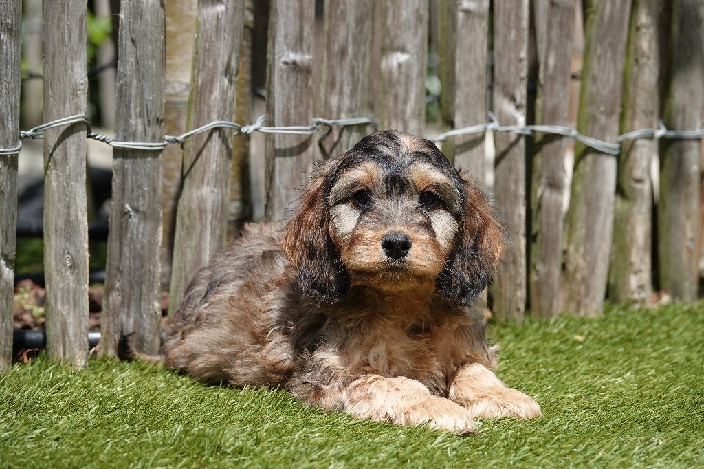 Prachtige Sable Cockapoo pups, België, Overige rassen, CDV (hondenziekte), 8 tot 15 weken
