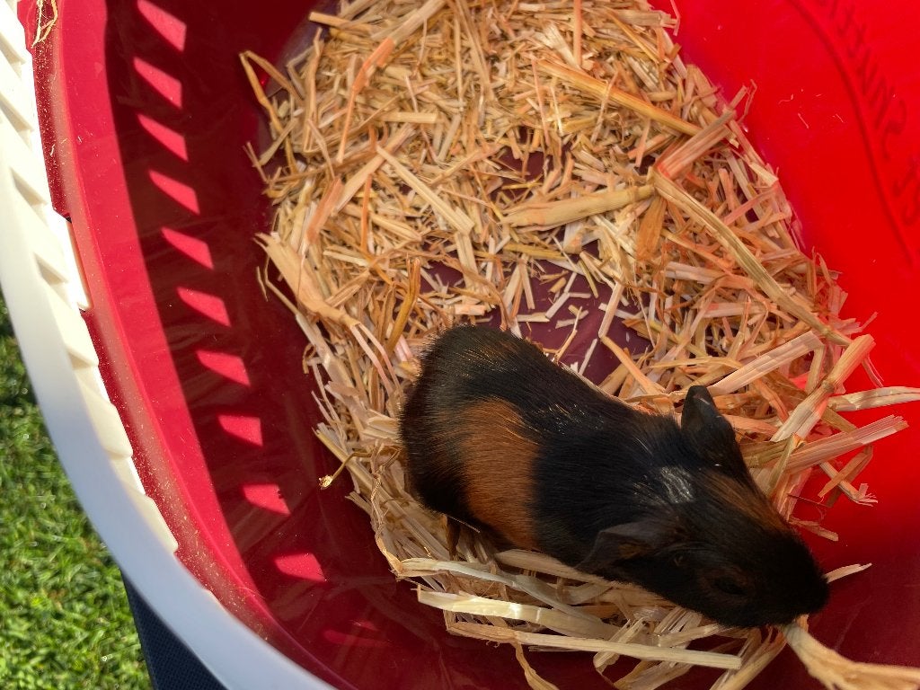 Cavia tekoop, Dieren en Toebehoren, Cavia, Juni, Vrouwelijk, Tam