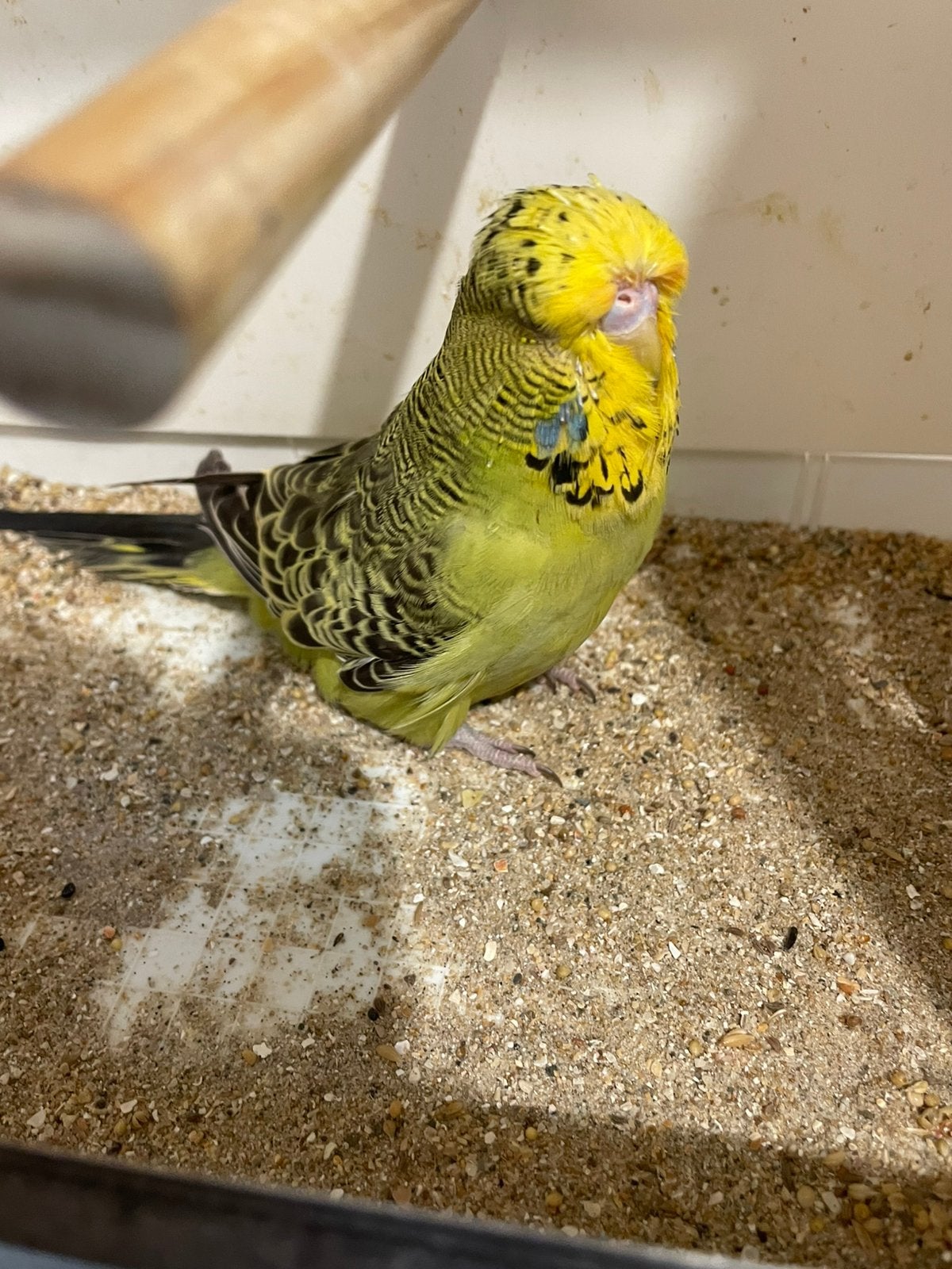engelse grasparkieten, Meerdere dieren, Parkiet, Geringd