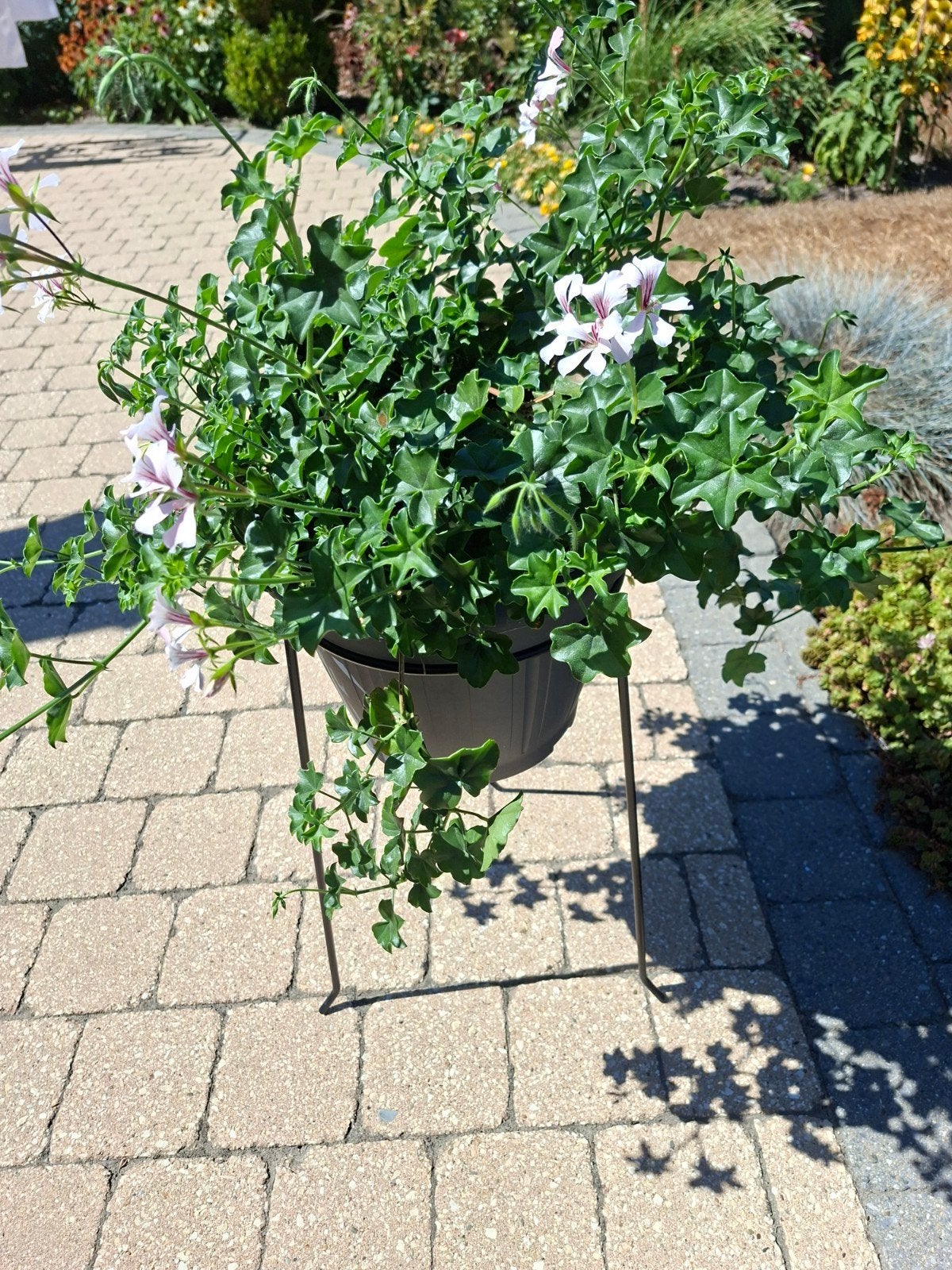 Geranium, Ophalen