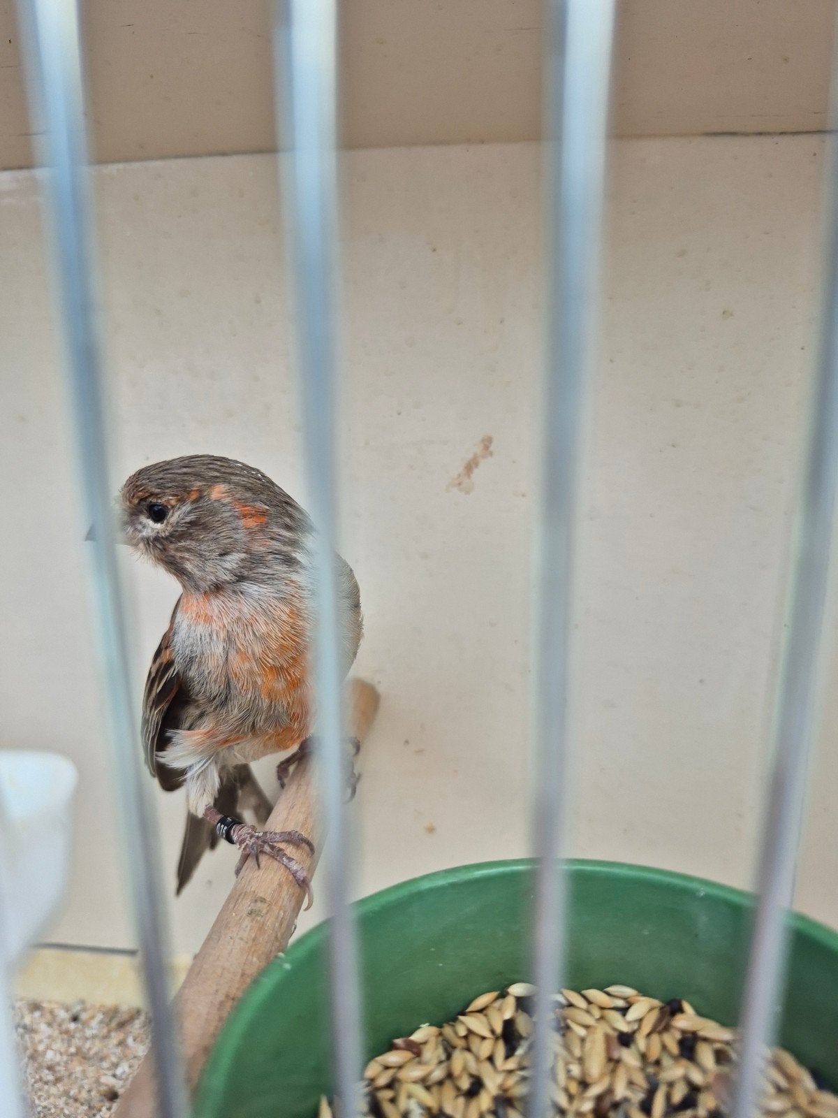 kanarie man van 2025, Dieren en Toebehoren