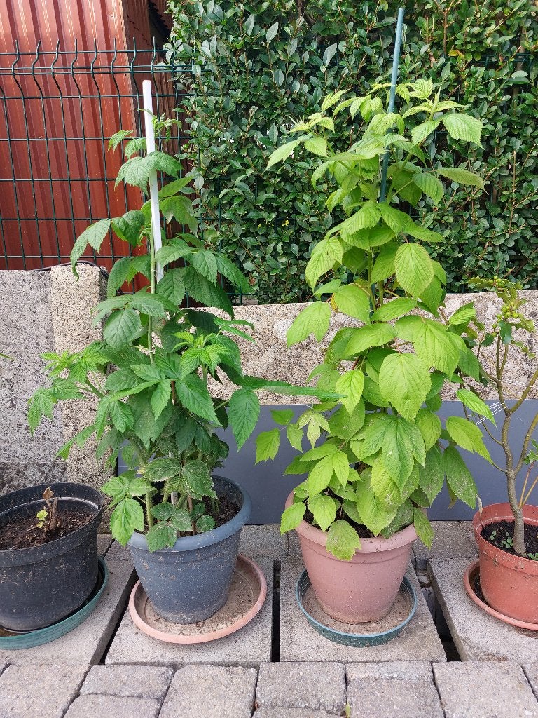 gele of rode frambozen in een pot, Tuin en Terras, Planten | Fruitbomen, Overige soorten, 100 tot 250 cm, Volle zon, Zomer, In pot