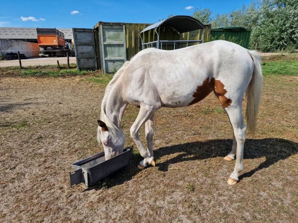 Veulen, Dieren en Toebehoren, Merrie, Minder dan 160 cm, Gechipt, 0 tot 2 jaar