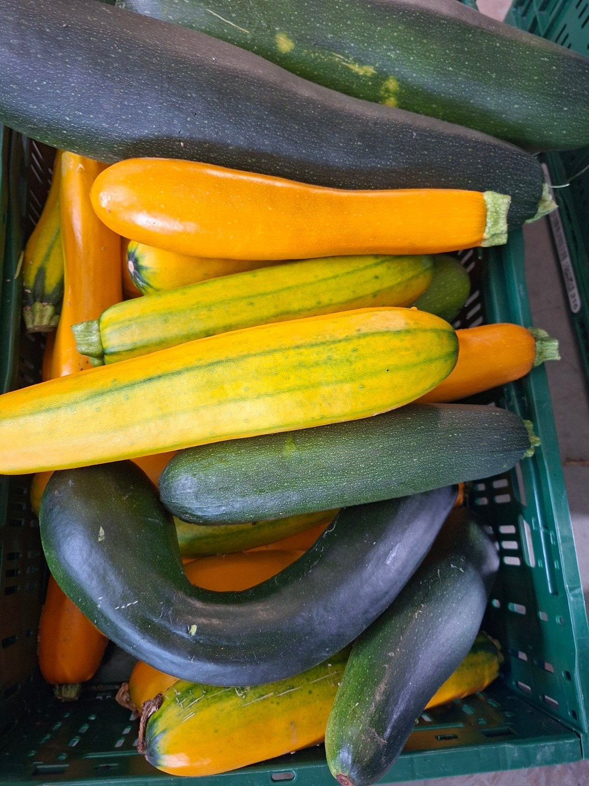 Soepcourgettes grote 50 ct/stuk, kleine 0,30 ct/stuk, Tuin en Terras, Bloembollen en Zaden, Ophalen