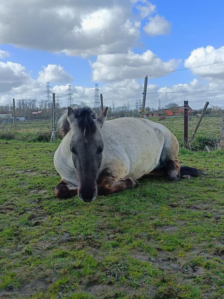 Halvestal gezocht, Zadelmak