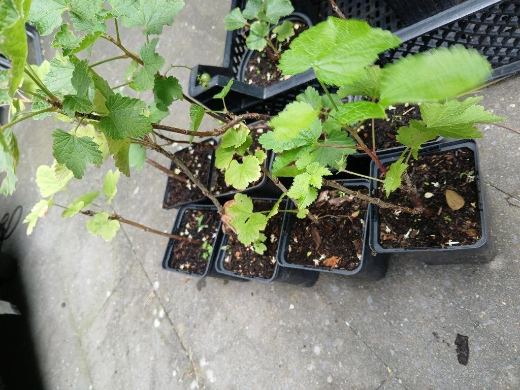 Aalbessen, Tuin en Terras, Planten | Tuinplanten, Ophalen, Vaste plant, Fruitplanten, Volle zon