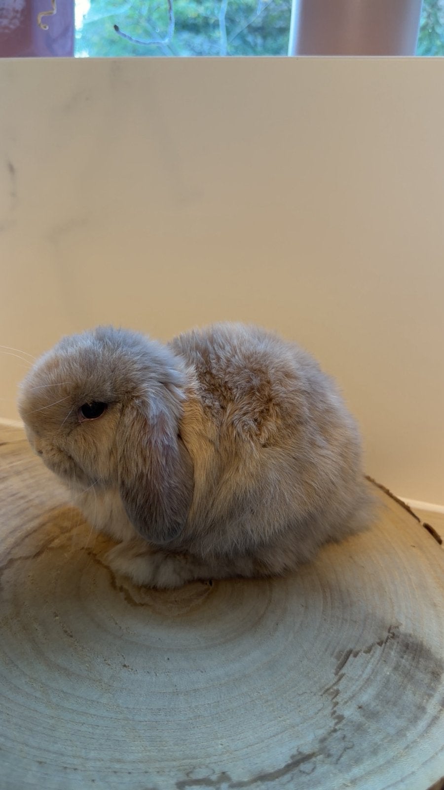 Minilop ram, Mannelijk, Dwerg, Hangoor, 0 tot 2 jaar