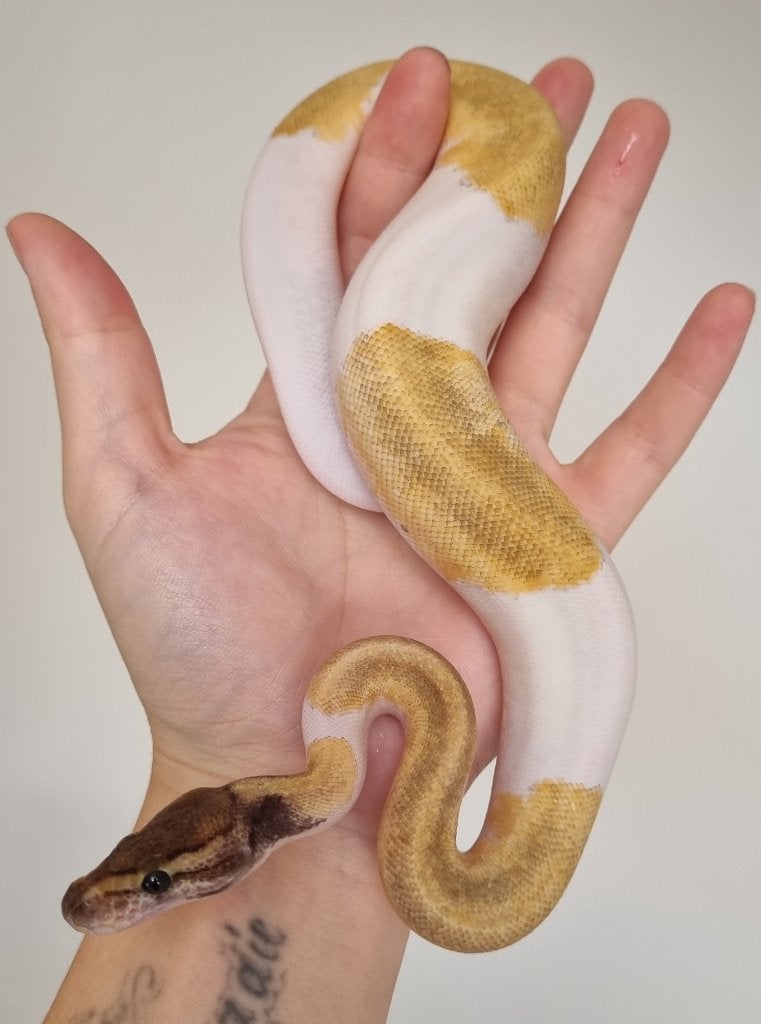 0.1 mojave enchi pinstripe piebald koningspython Ball Python - female for sale from Mex
