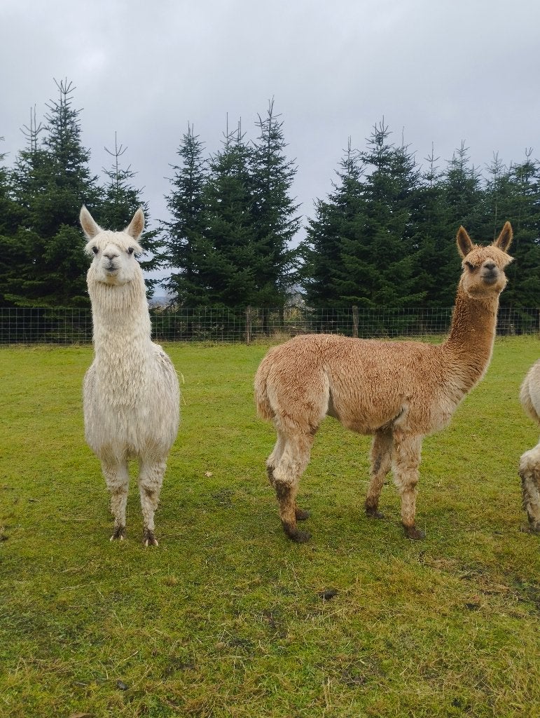 Alpaca's, Dieren en Toebehoren, Overige Dieren, Meerdere dieren, Juni