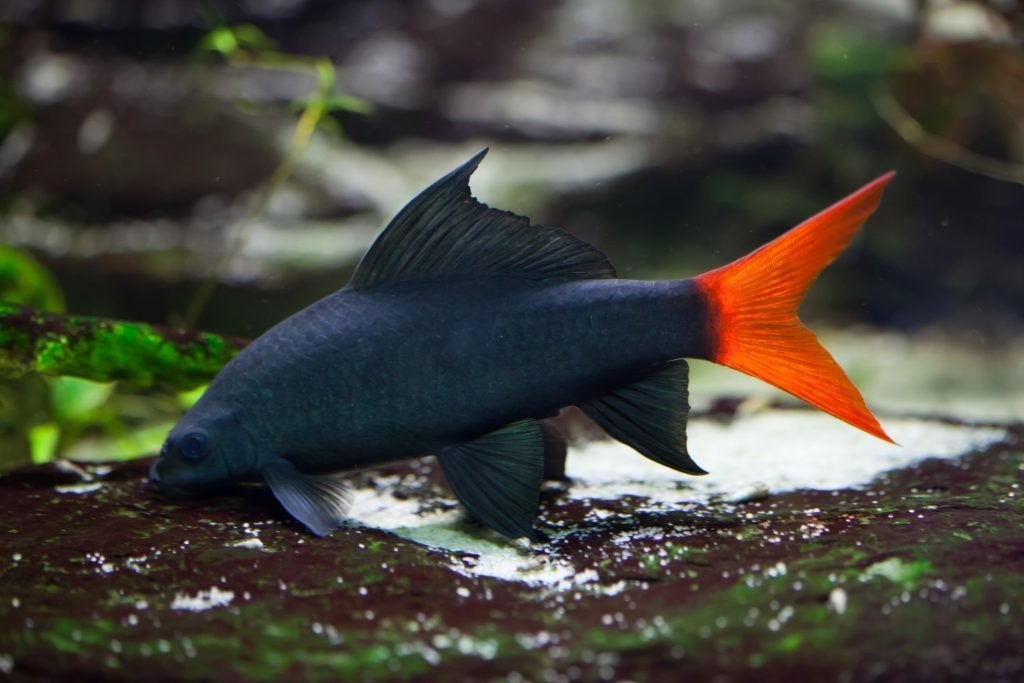 Shark Redtail, Dieren en Toebehoren, Vissen | Aquariumvissen