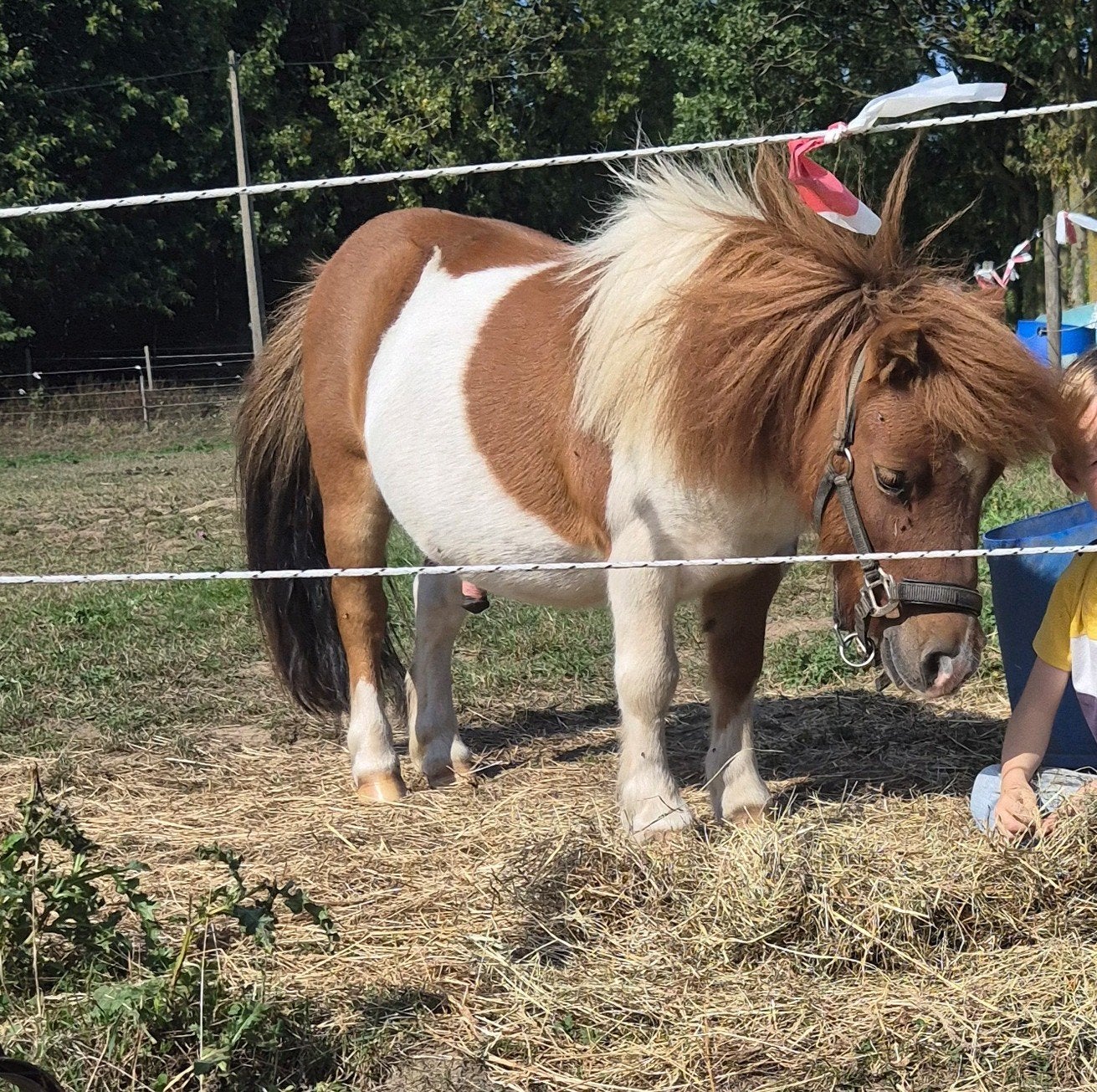shetlander ruin 14 jaar  Kindvriendelijk, Gechipt, Ruin, Zadelmak, A pony (tot 1.17m)