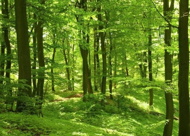 perceel bos te koop 0,8 ha, Immo, Gronden en Bouwgronden, 1500 m² of meer