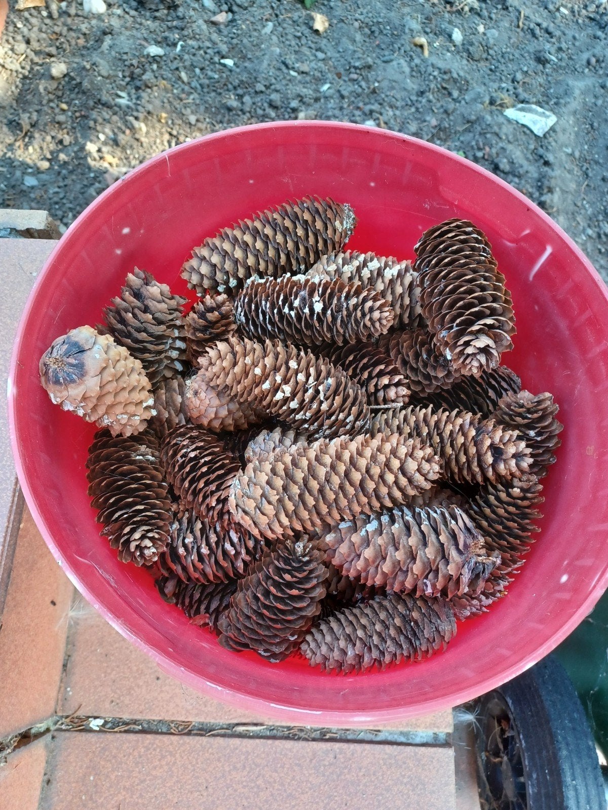 Dennenappels van de spar, Ophalen of Verzenden