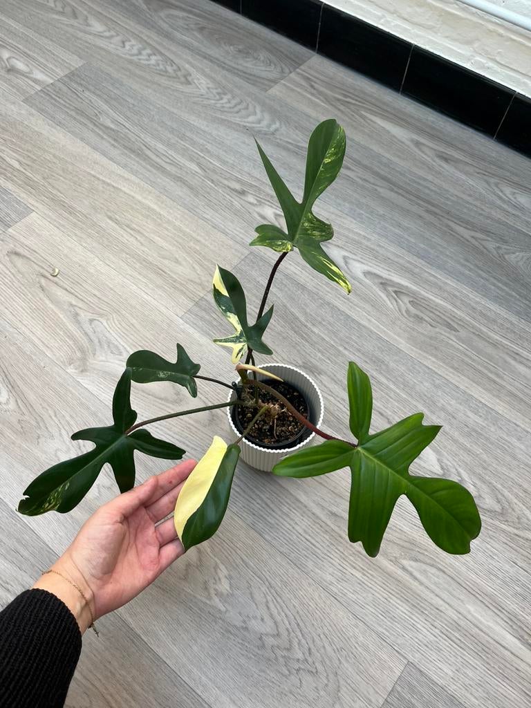Philodendron florida beauty, Huis en Inrichting, Kamerplanten, Ophalen