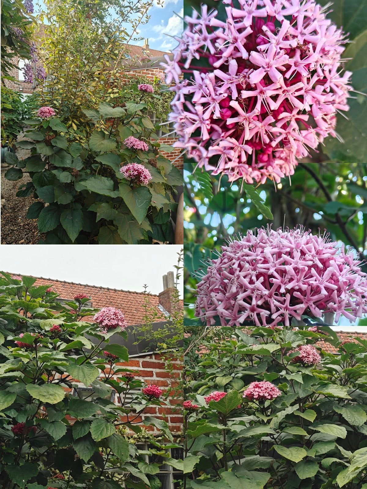 Usine de beurre de cacahuète - Clerodendrum Bungei, Autres espèces, Été, Enlèvement, Plante fixe