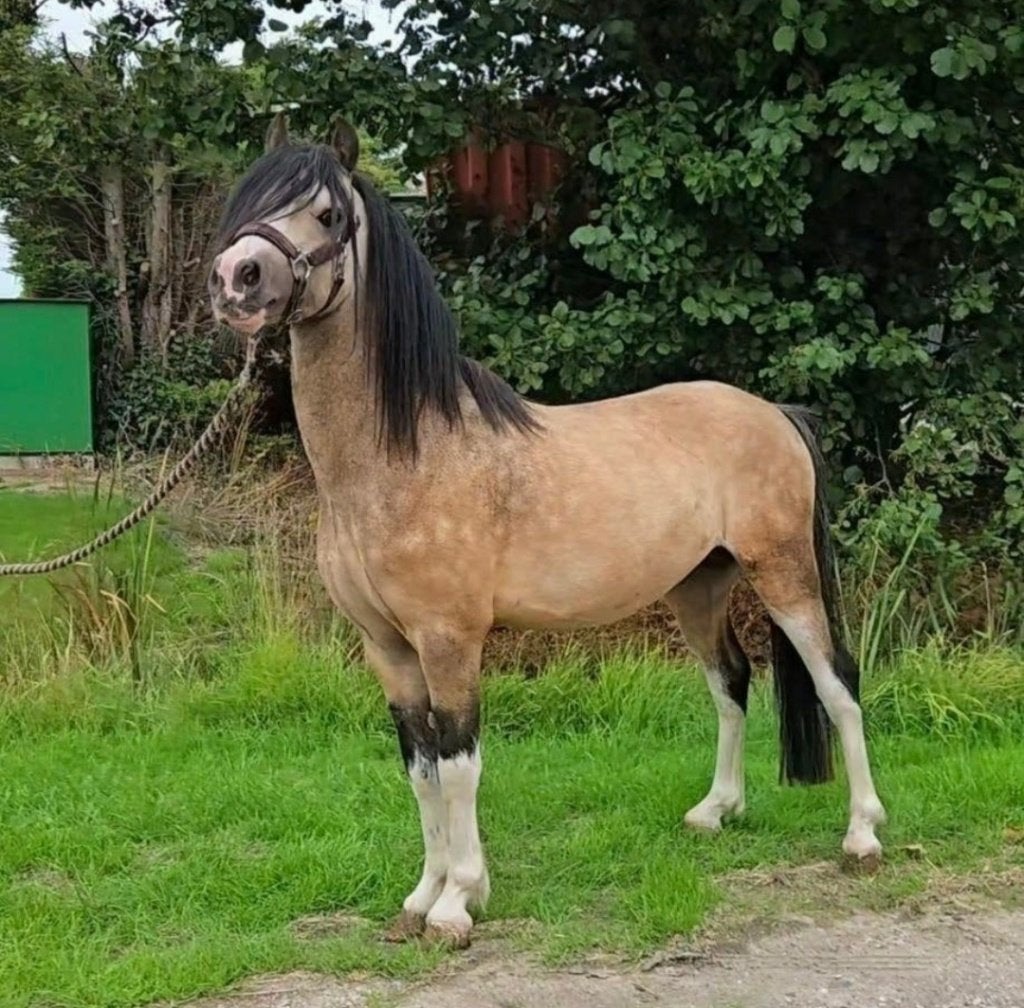Super gave en brave valk hengst!, Dieren en Toebehoren, Hengst, M