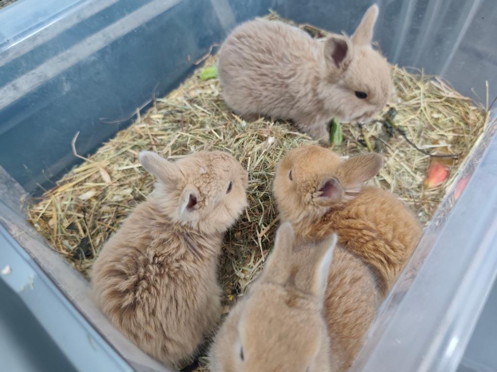 Super schattige konijntjes zoeken nieuwe thuis, April, Meerdere dieren, Overige typen, Tam
