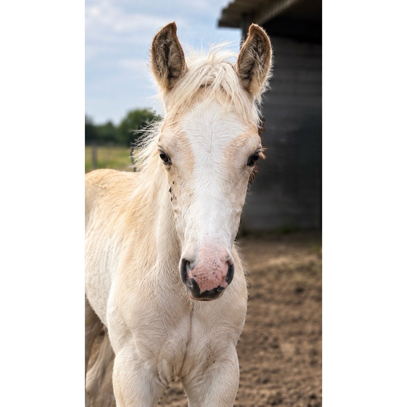 Haflinger hengst veulen, Dieren en Toebehoren, Hengst, Ontwormd
