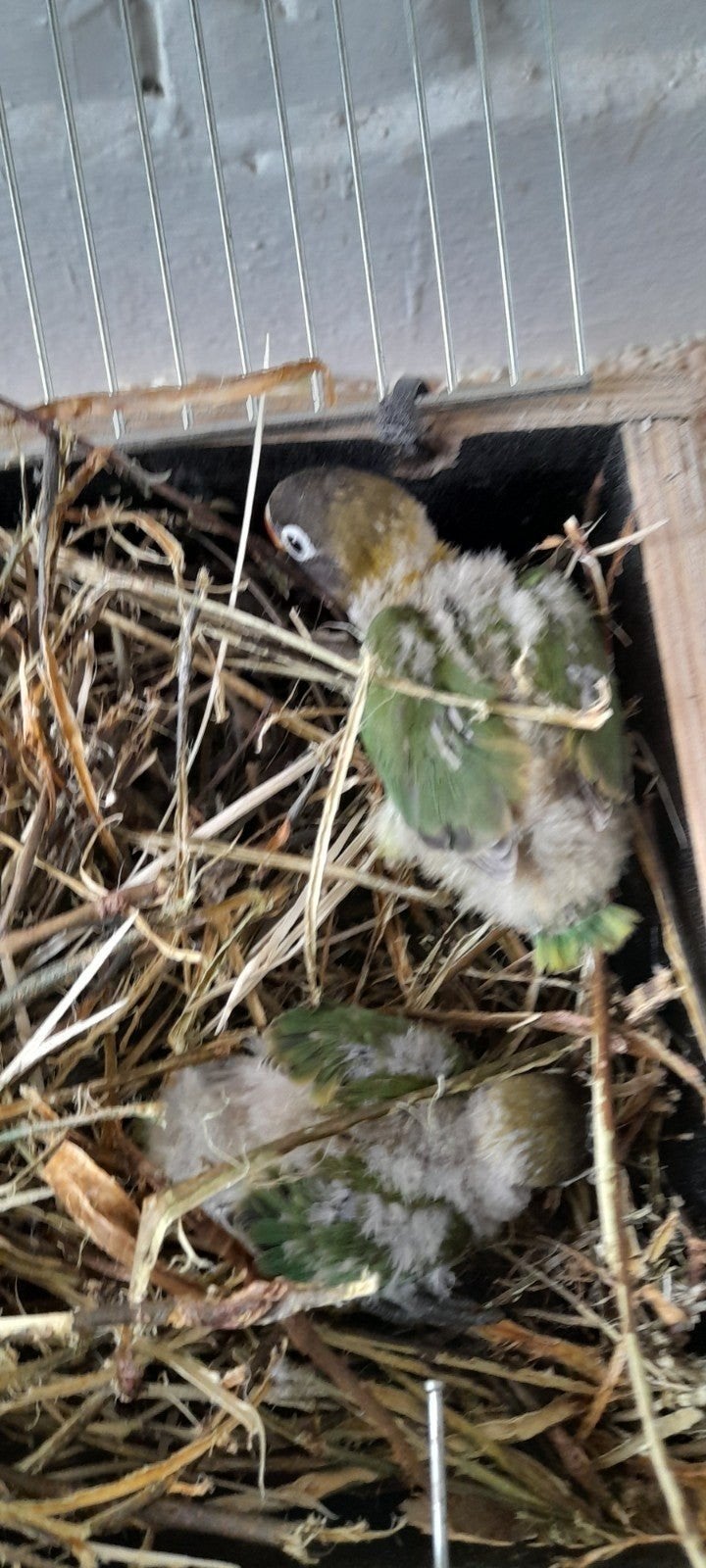 vogels
