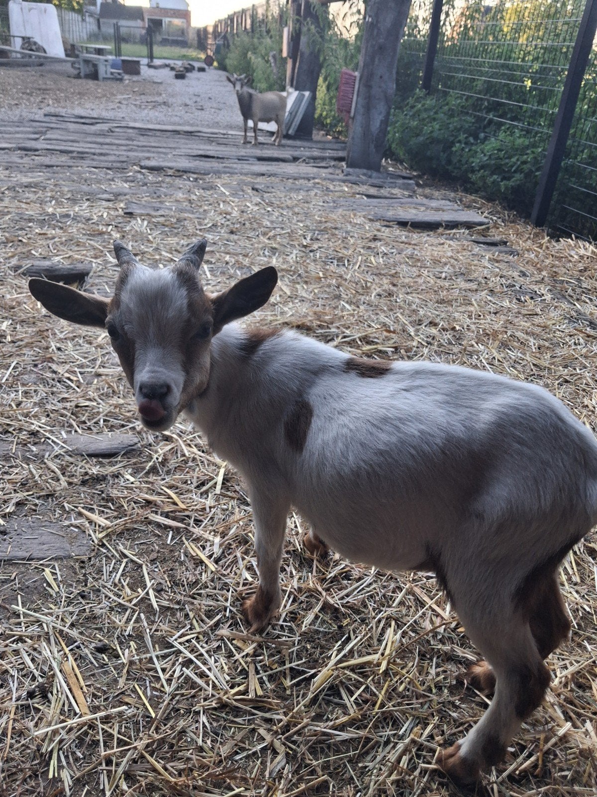 bokje, Mâle, Chèvre, 0 à 2 ans
